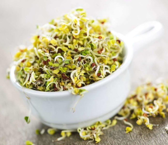 Alfalfa sprouts