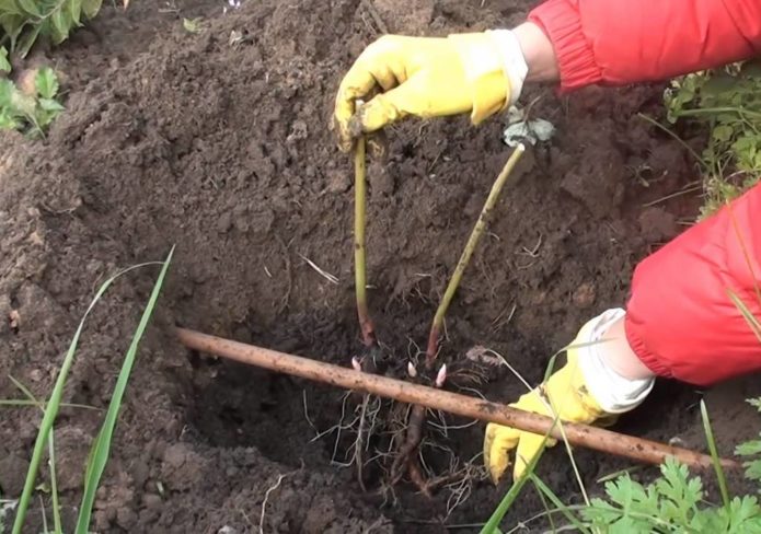 Planting peonies in autumn