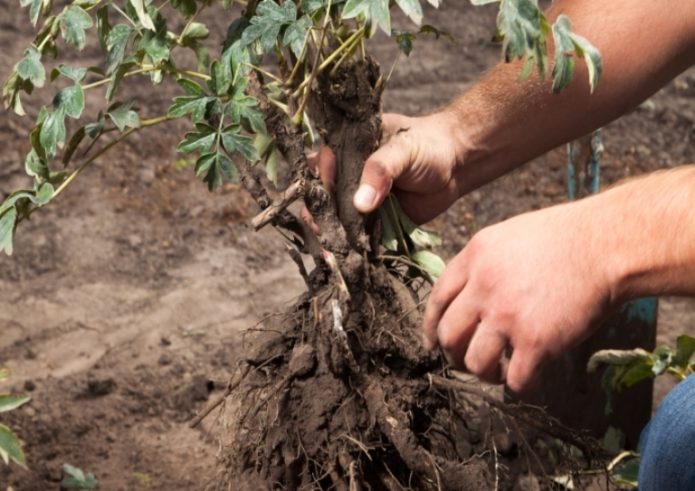 Planting peonies in autumn