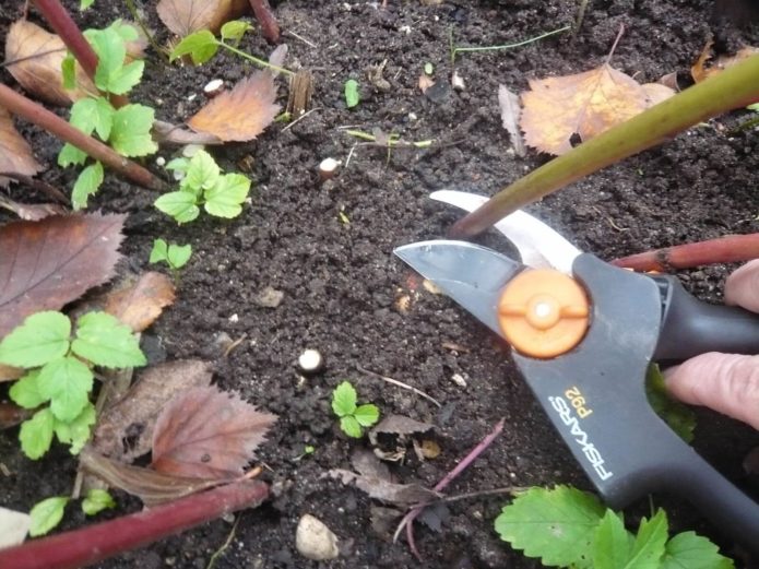 Pruning peonies in autumn