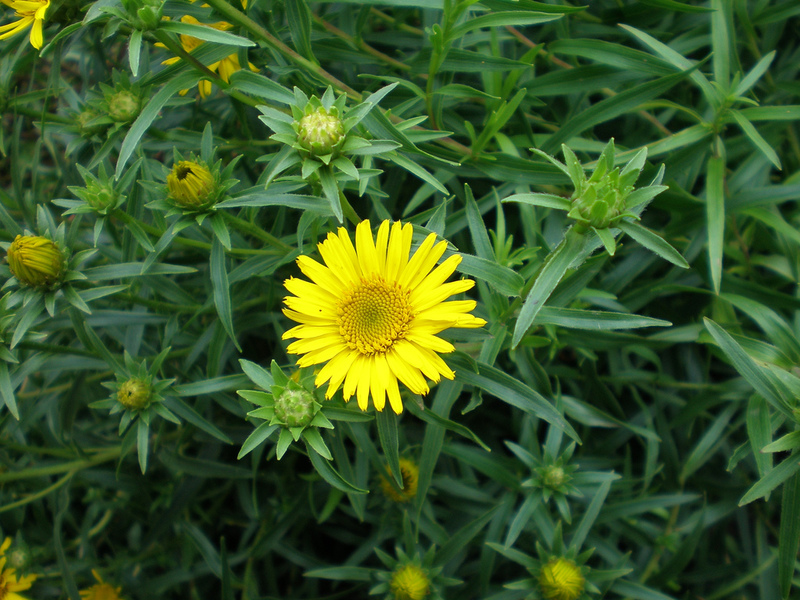 elecampane