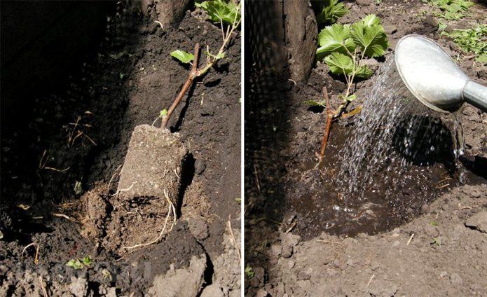 Planting grapes in open ground in autumn