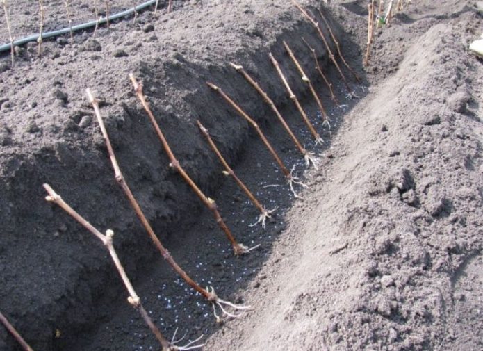 Grape cuttings