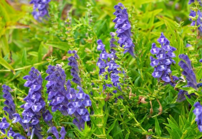 Baikal skullcap