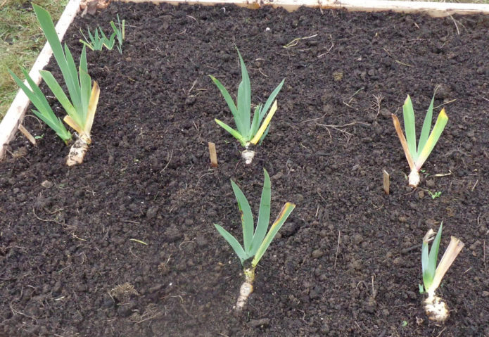 Planting irises in autumn