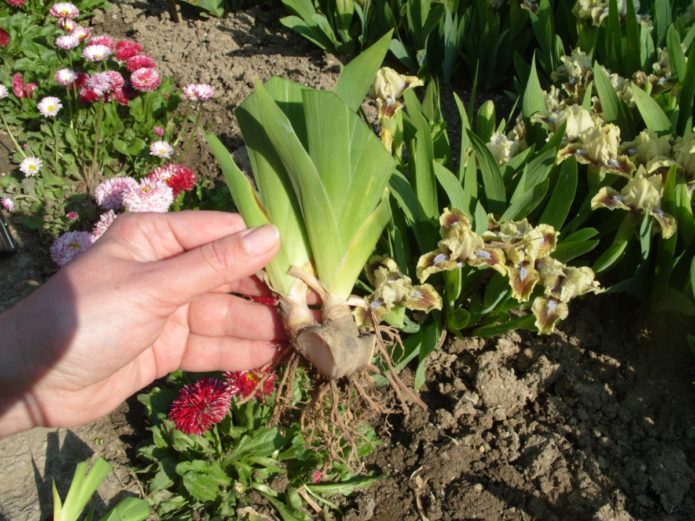 Planting material of irises for autumn