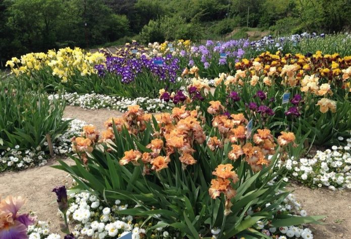 Flowerbed with blooming irises of different colors