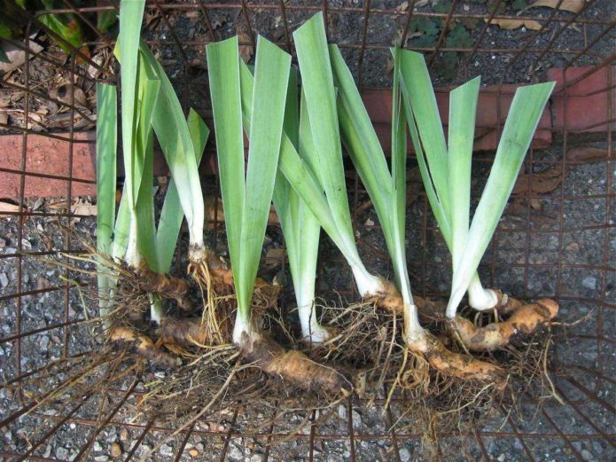 Irises for planting