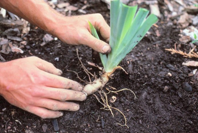 Digging iris in autumn