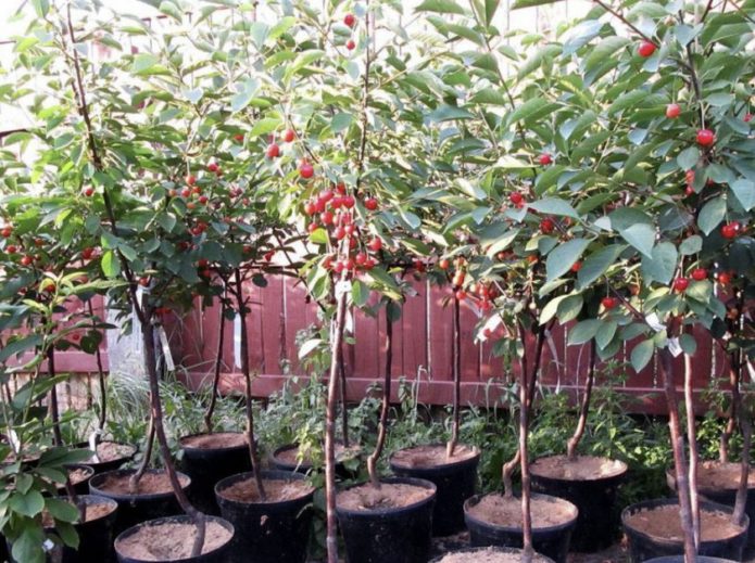 Cherry seedlings