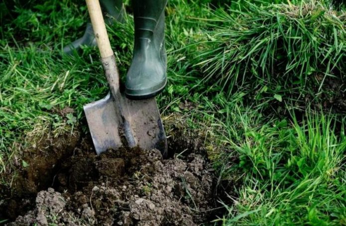 Preparing the pit for planting