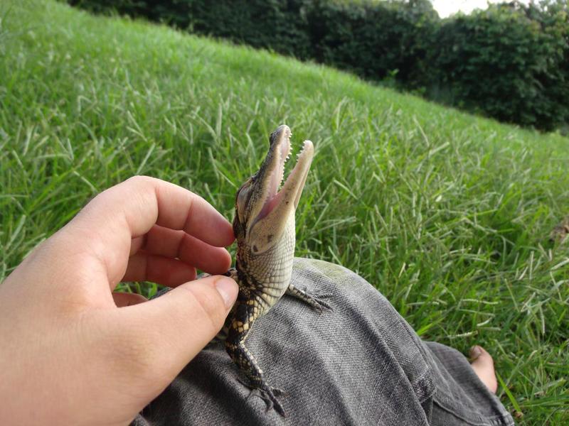 Ironing a crocodile