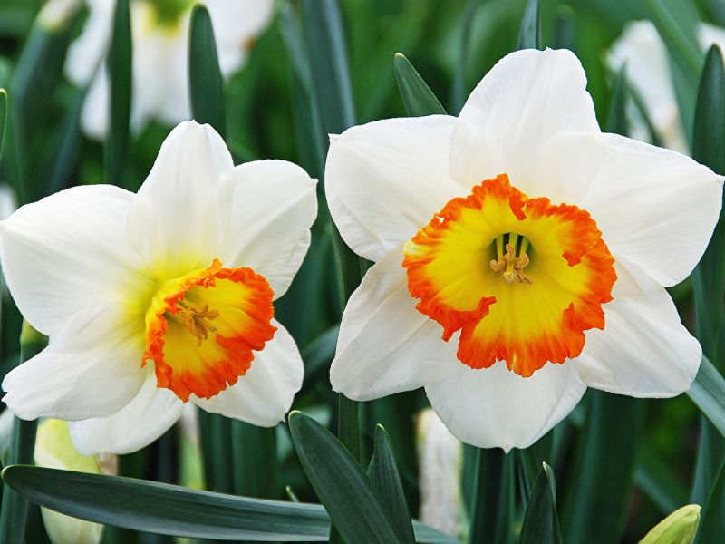 Planting daffodils in the fall: important nuances of the procedure