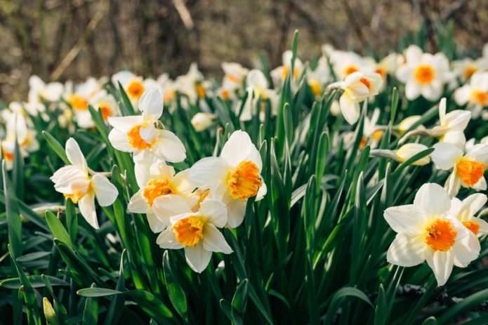 Daffodils in the garden