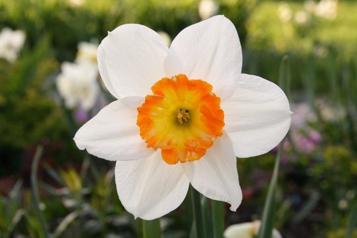 Daffodil flower