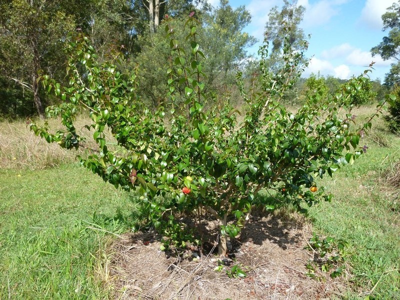 Cherry planting