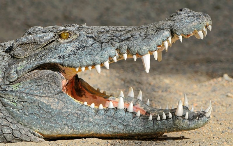 Millions of years ago, it was fashionable among crocodiles to be vegan.