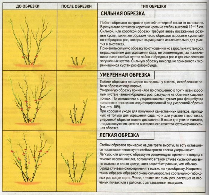 Types of pruning roses