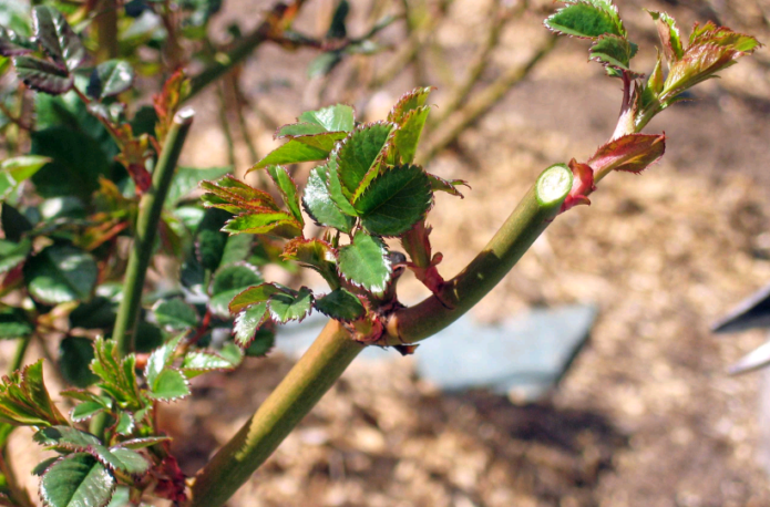 Light formative pruning