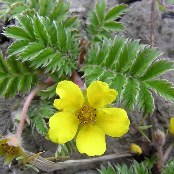 Goose cinquefoil