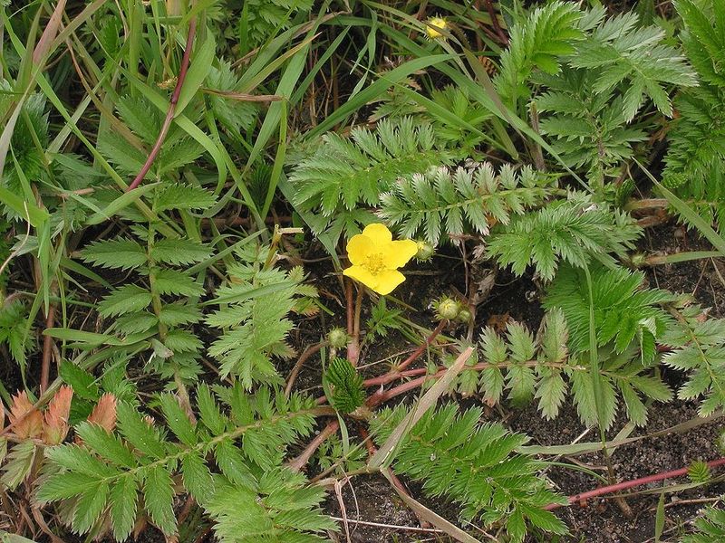 Goose cinquefoil