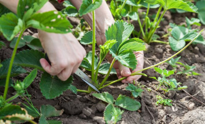 Pruning strawberries