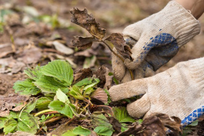 Removal of dry and diseased leaves