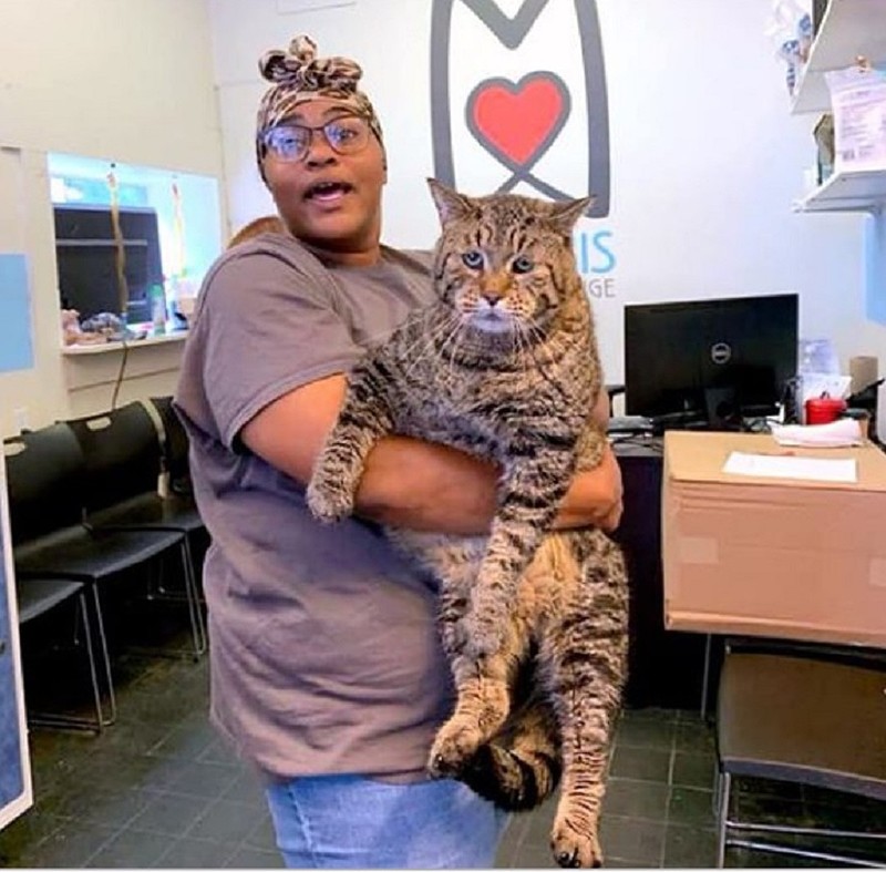 A giant cat of unknown origin shows up at an American animal shelter