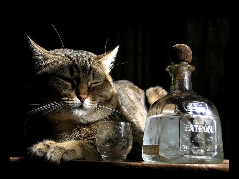 cat vodka