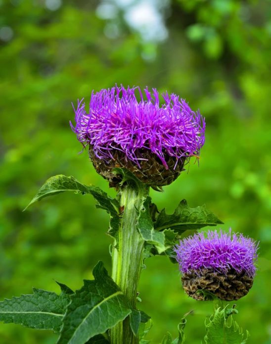 Leuzea safflower