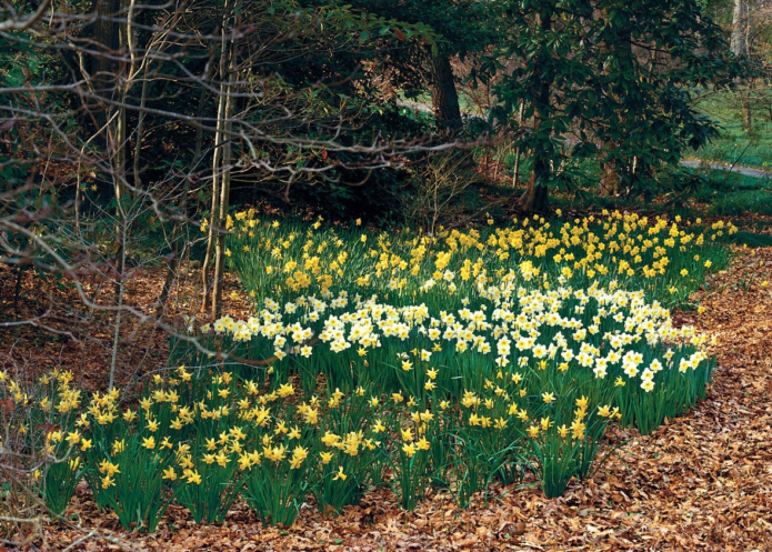 Daffodils in the open field