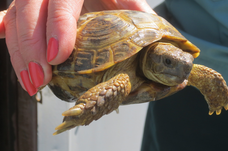 turtles Orenburg region