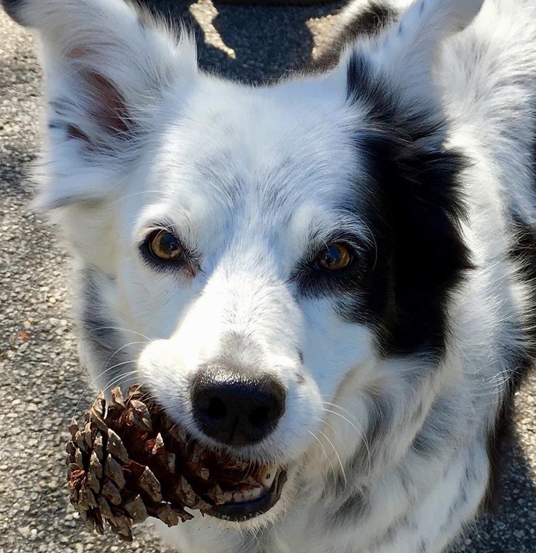 She knew over a thousand words and could distinguish colors: the smartest dog died in the USA