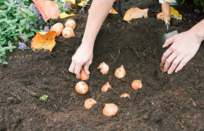 Planting daffodil bulbs in the fall