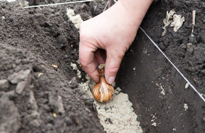 Narcissus bulb in the hole