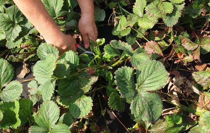 Pruning strawberry stems