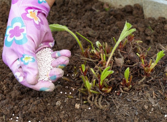 Plant feeding