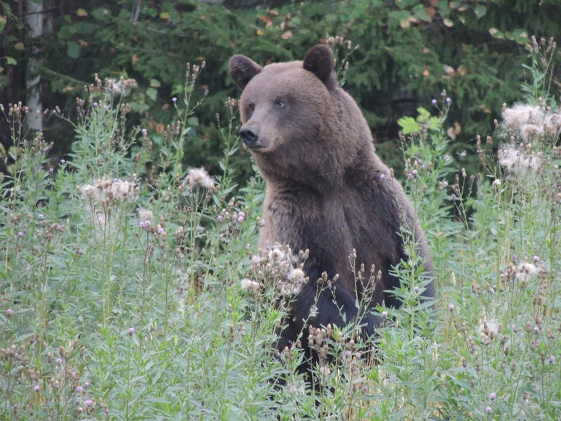 the bear came to the house