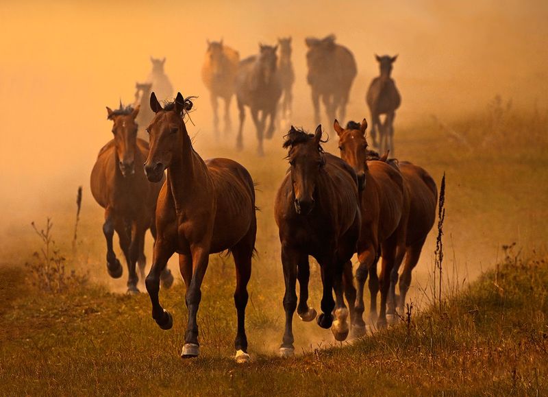 Horses in a million: suspects in stealing 56 horses were detained in Transbaikalia