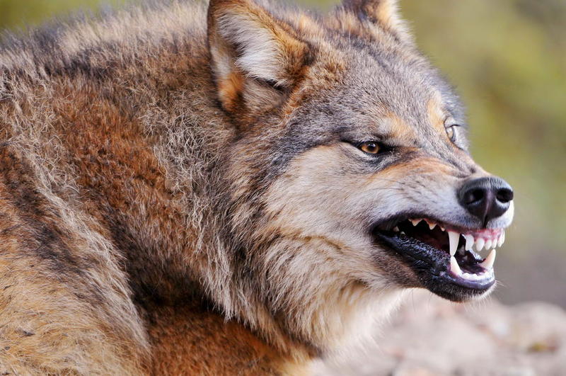 Beware, wolves: residents of the Bashkir village fear the attack of wild animals