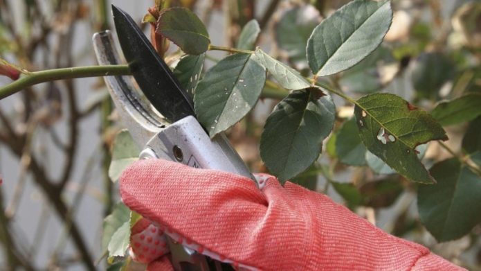 pruning roses