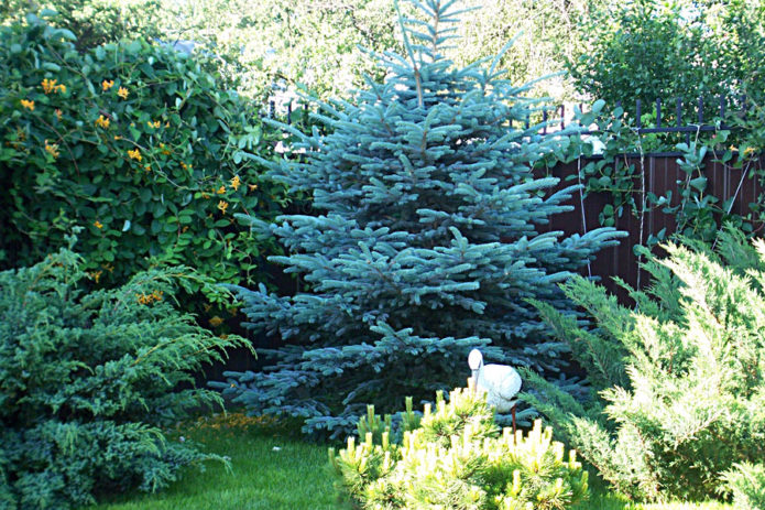 Spruce in landscape design