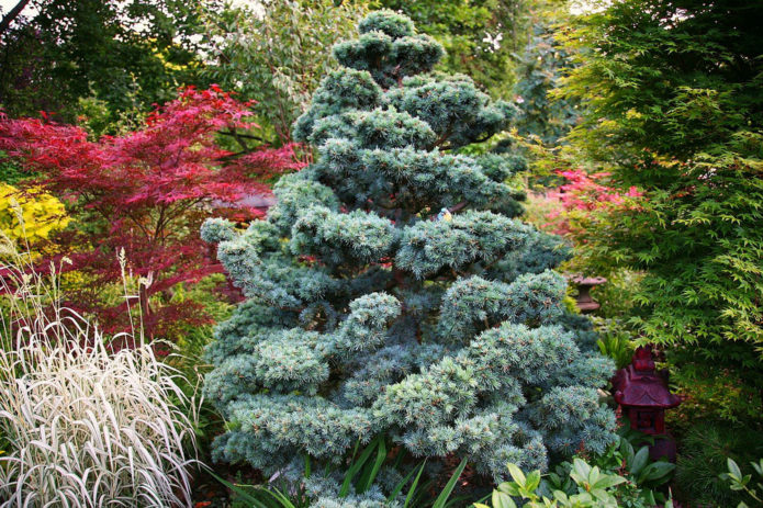 Spruce in landscape design