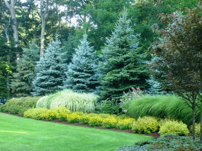 Spruce in landscape design