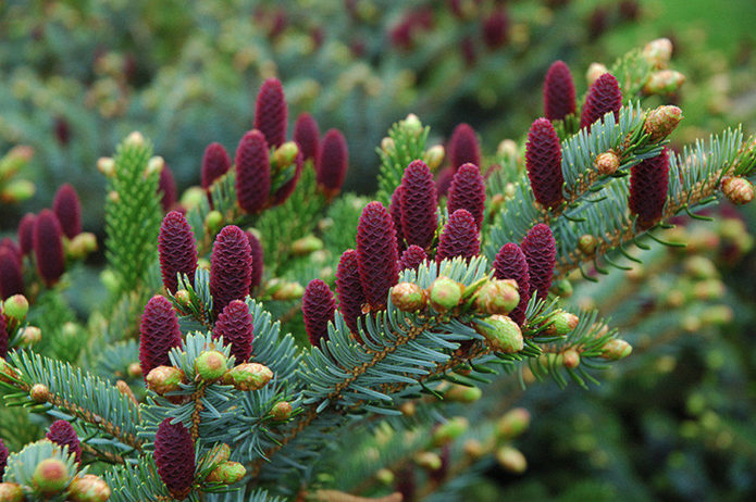 Spruce with cones