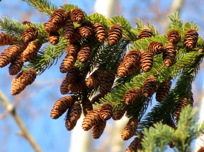 Spruce with cones