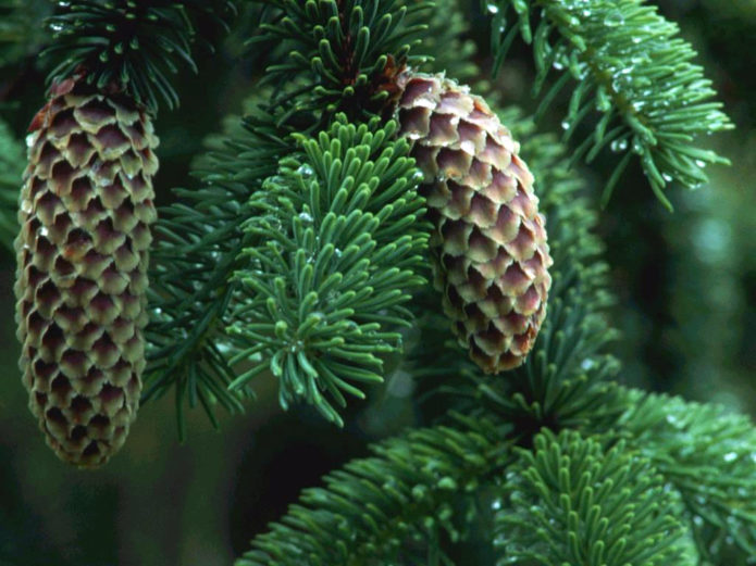 Spruce with cones