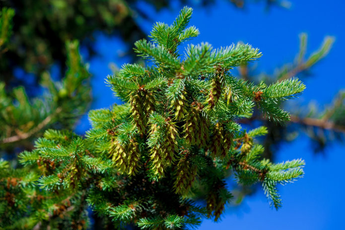 Spruce with cones