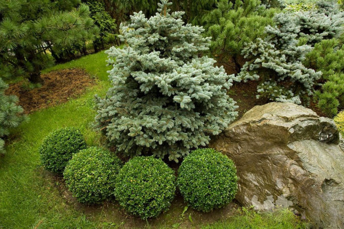 Spruce with shrubs