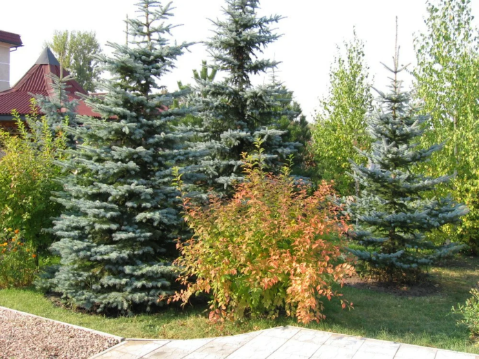 Spruce with shrubs